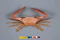藏品(看守長眼蟹)的圖片